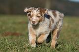 BERGER AUSTRALIEN PUPPIES 758